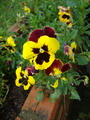 Wild Pansy,Viola tricolor,viola pansee,بنفشه وحشی ,بنفشه سه رنگ,بنفشه فرنگی
